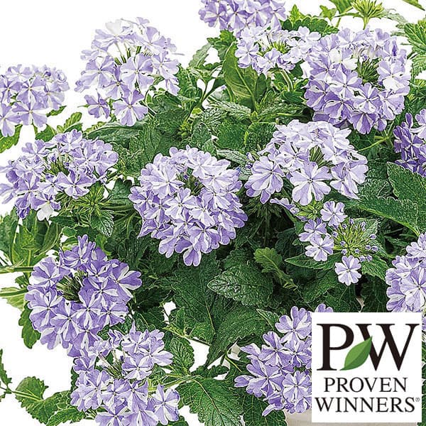 園芸ネット本店｜バーベナ：スーパーべナアイストゥインクル4号ポット