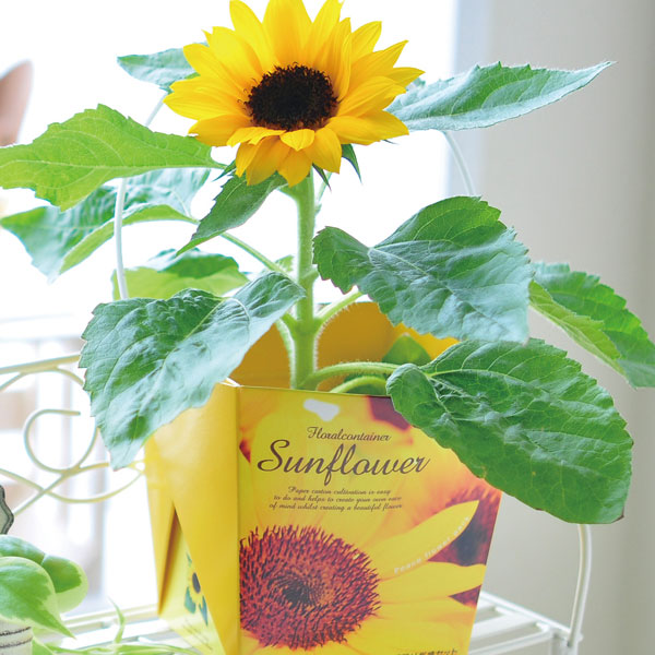 園芸ネット本店｜[ギフトに]フローラルコンテナ：スマイルサンフラワー