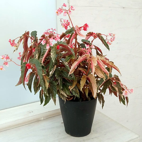 園芸ネット本店｜木立ベゴニア：ジニー銀河（斑入り葉）6号鉢植え の