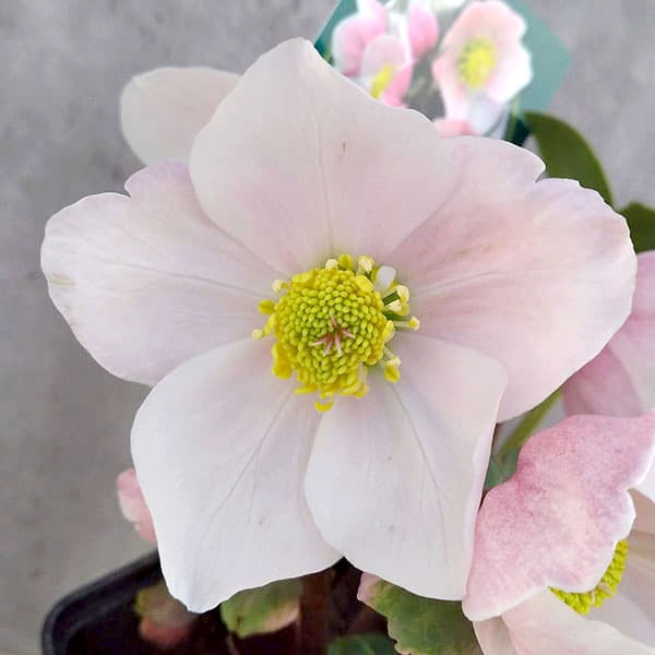 園芸ネット本店｜クリスマスローズ（原種系）：フルール ド ノエル