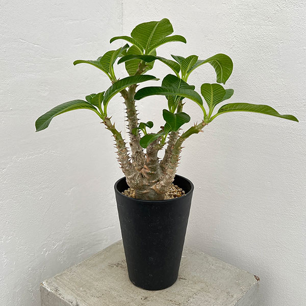 園芸ネット本店｜パキポディウム：ウィンゾリー（実生） 4号鉢植え23