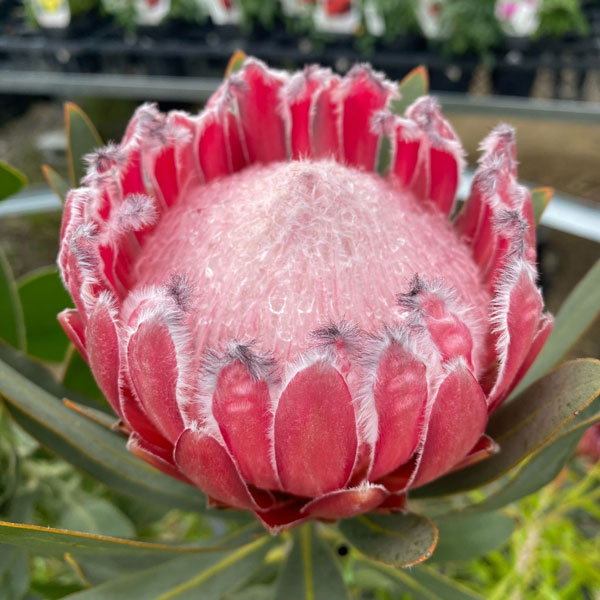 園芸ネット本店｜プロテア：オーストラリスピンク 7号鉢植え25-01 の