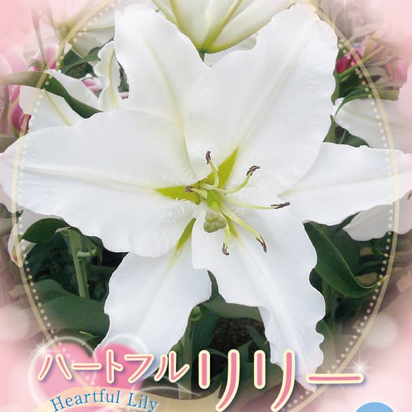 園芸ネット本店｜ユリ：ハートフルリリー リバースカイマスター1球入り
