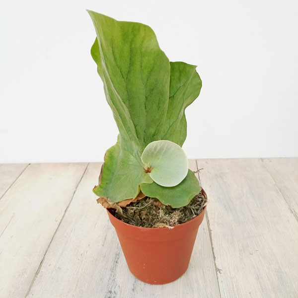 園芸ネット本店｜ビカクシダ（コウモリラン）：エレファントティス3号