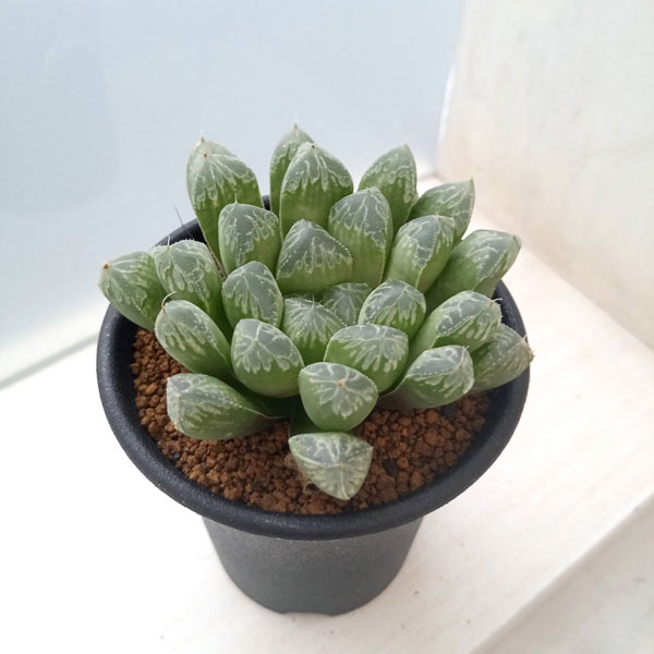 園芸ネット本店｜ハオルチア：銀世界×オブツーサ 2.5号鉢植え の通販