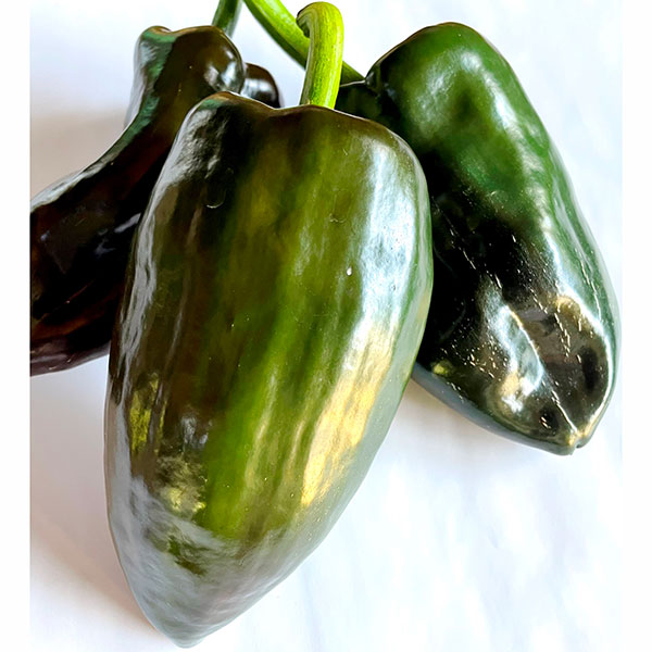 園芸ネット本店｜トウガラシ（唐辛子）：ポブラーノ（ポブラノ） 3号