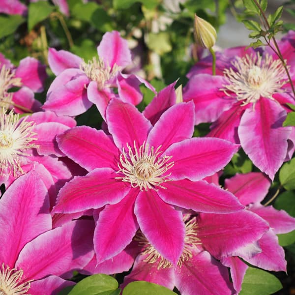 園芸ネット本店｜クレマチス：ドクター・ラッペル3.5号ロングポット