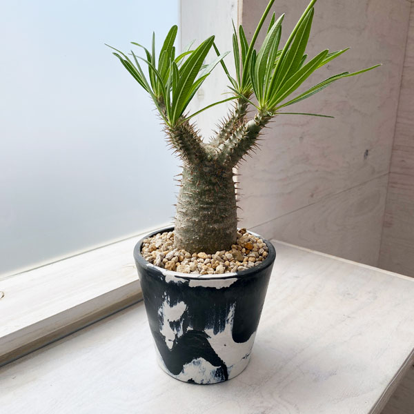 園芸ネット本店｜パキポディウム：グラキリス4号皿付き 22-02 の通販