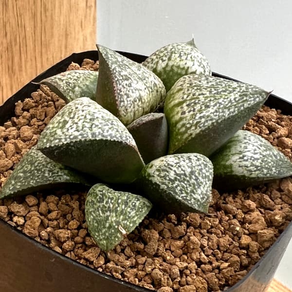 園芸ネット本店｜ハオルチア：交配実生株（sanekatai hyb×GM-452 spk-2