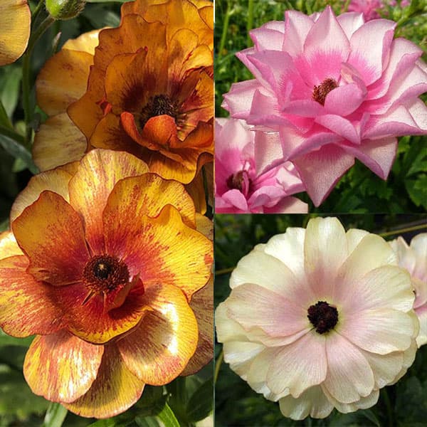 園芸ネット本店｜ラナンキュラス：ラックス3種セット／サティロス