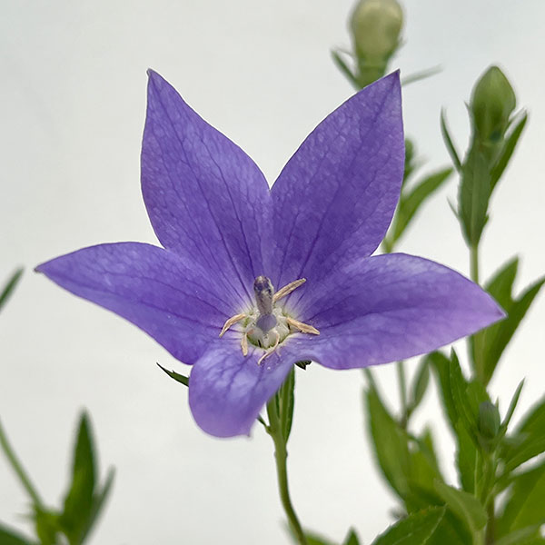 園芸ネット本店｜[26年4月上旬予約]キキョウ（桔梗）：美里紫（みさと