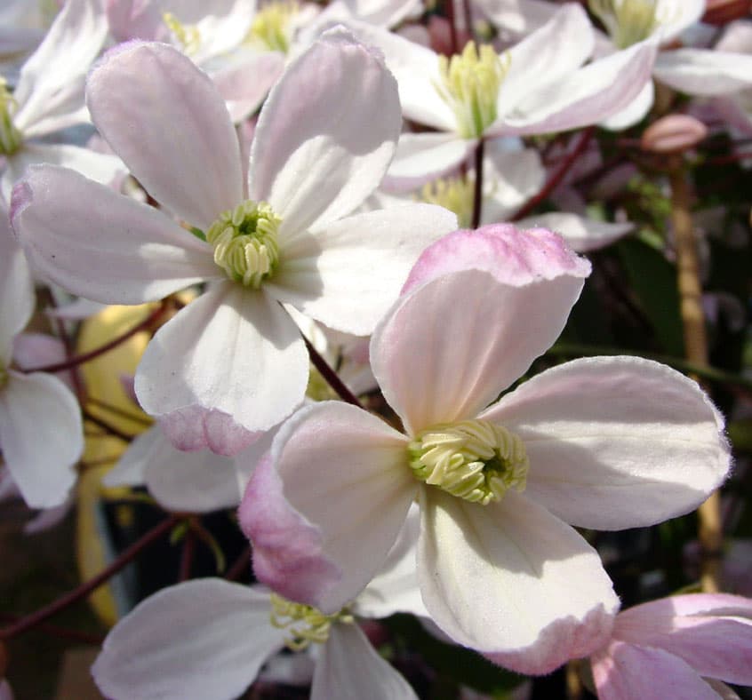 園芸ネット本店｜クレマチス：アーマンディ アップルブロッサム5号