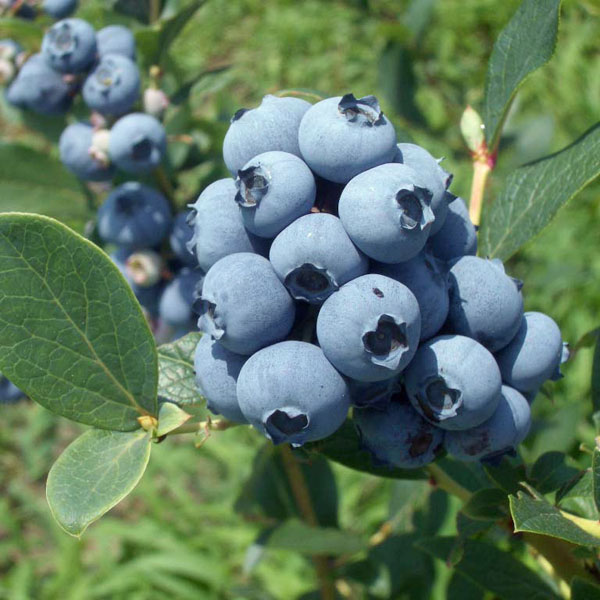 園芸ネット本店｜ブルーベリー（ハイブッシュ系）：プル3.5号ポット の