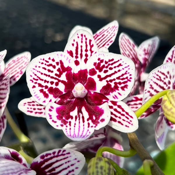 園芸ネット本店｜ミディコチョウラン：ココ2本立ち4号陶器鉢植え の