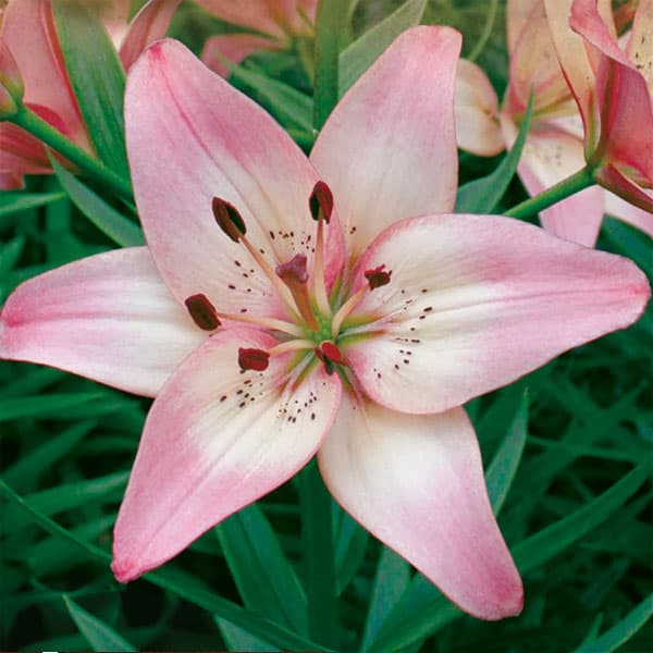 園芸ネット本店｜ユリ（すかし百合）：ローゼラドリーム2球入り の通販