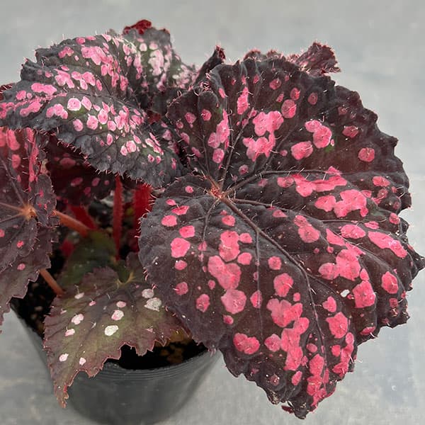 園芸ネット本店｜うずまきベゴニア：レッドパール3.5号ポット の通販