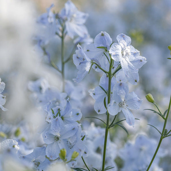 園芸ネット本店｜デルフィニウム：ベラドンナライトブルー3号ポット の
