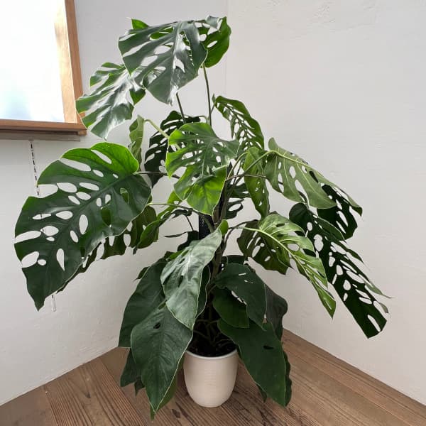 園芸ネット本店｜モンステラ：デュビア 8号鉢植え の通販【公式】