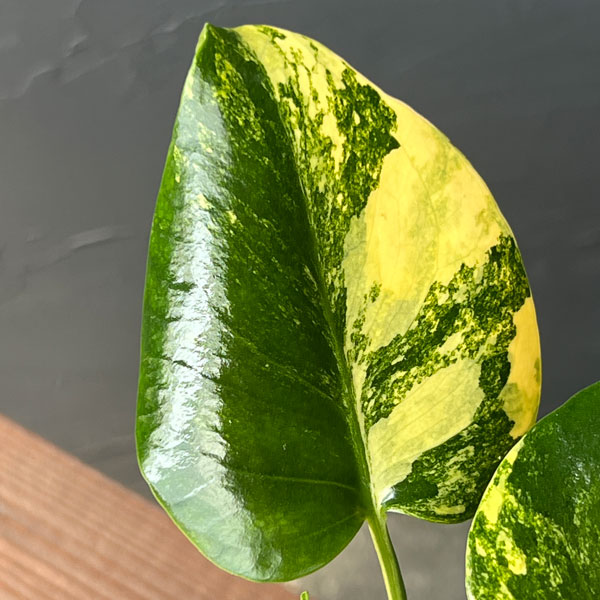 園芸ネット本店｜[ザ・ファームセレクト]モンステラ：デリシオーサ