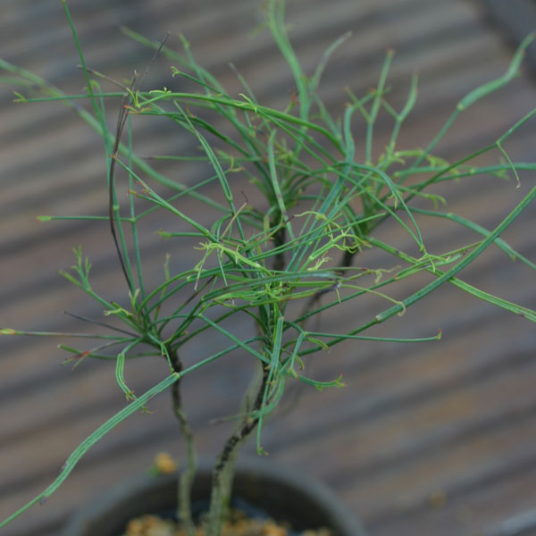 園芸ネット本店｜錦糸南天（キンシナンテン・琴糸南天）：曽我筏