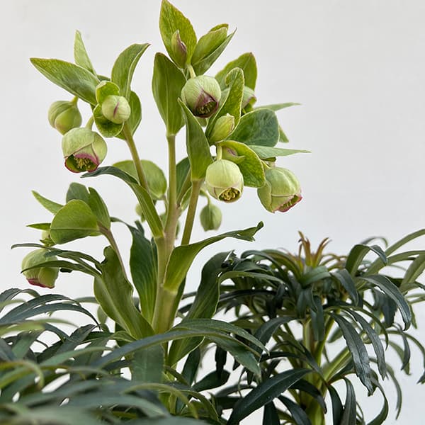 園芸ネット本店｜クリスマスローズ（原種系）：フェチダス フレ