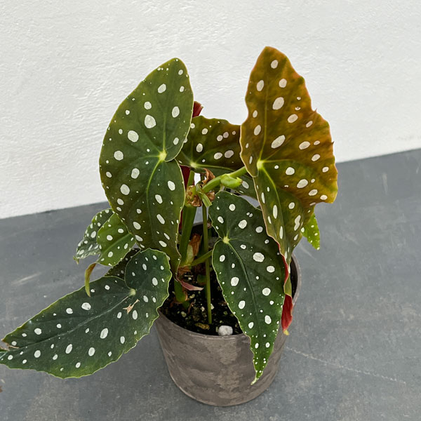 園芸ネット本店｜ベゴニア：マクラータ 4号鉢植え の通販【公式】