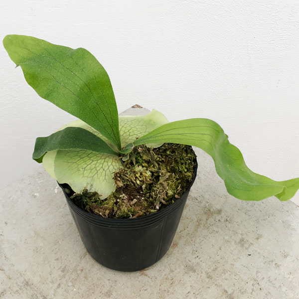 園芸ネット本店｜ビカクシダ（コウモリラン）：ヒリー ナンプー 3号