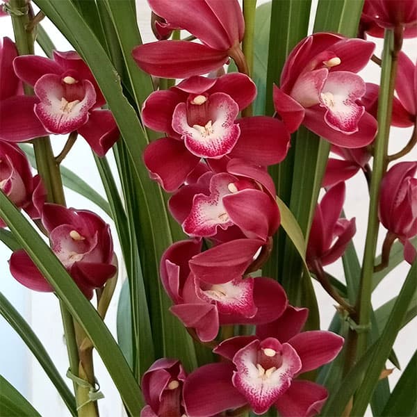 園芸ネット本店｜シンビジウム：ワインシャワー3本立アーチ仕立て4号