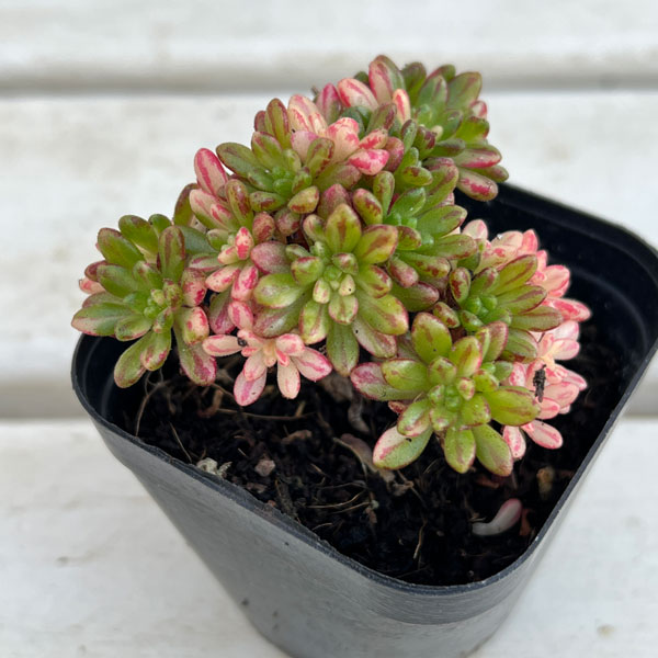 園芸ネット本店｜アエオニウム：小人祭錦 2号ポット の通販【公式】
