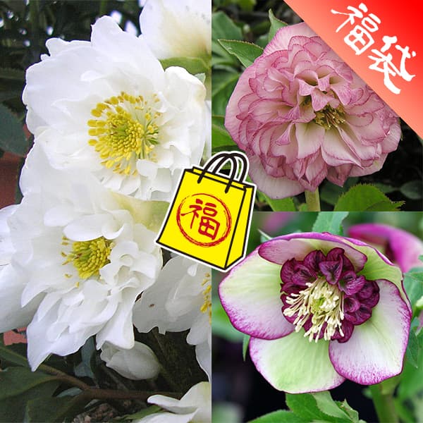 園芸ネット本店｜クリスマスローズ：ミヨシの3種セット／原種系ダブル