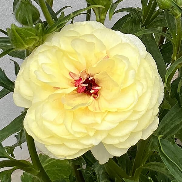 園芸ネット本店｜ラナンキュラス：ラックス アフロディーテ3.5-4号