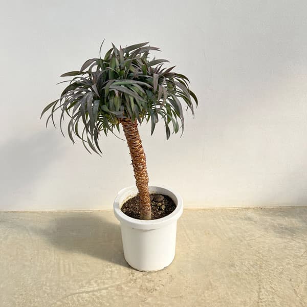 園芸ネット本店｜ユッカ：デスメティアーナ 8号鉢植え25-03 の通販【公式】