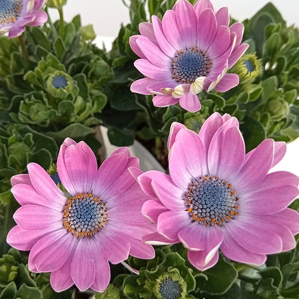 園芸ネット本店｜オステオスペルマム：セレニティ ドロレス3.5号ポット