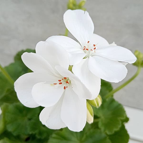 園芸ネット本店｜ゼラニウム：クオリティ アイスバーグ 4号ポット の