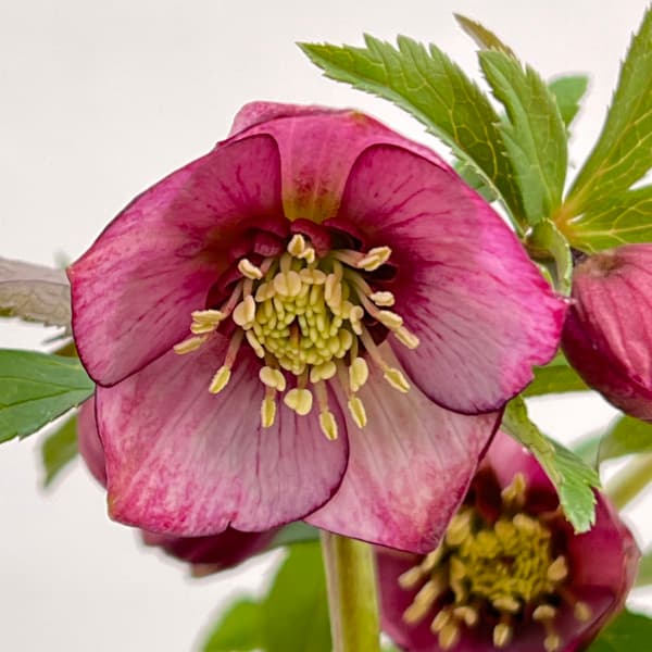 園芸ネット本店｜横山園芸さんのクリスマスローズ：プチドール25-06