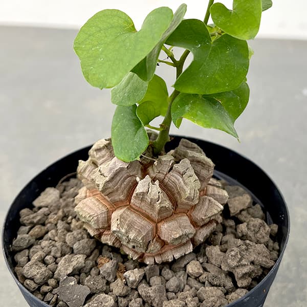 園芸ネット本店｜[ザ・ファームセレクト]ディオスコレア（亀甲竜