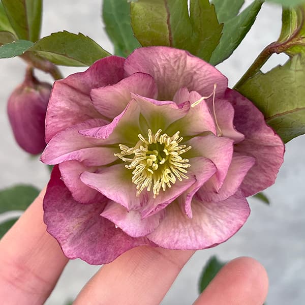 園芸ネット本店｜花郷園さんのクリスマスローズ：25-12ダブル しもふり