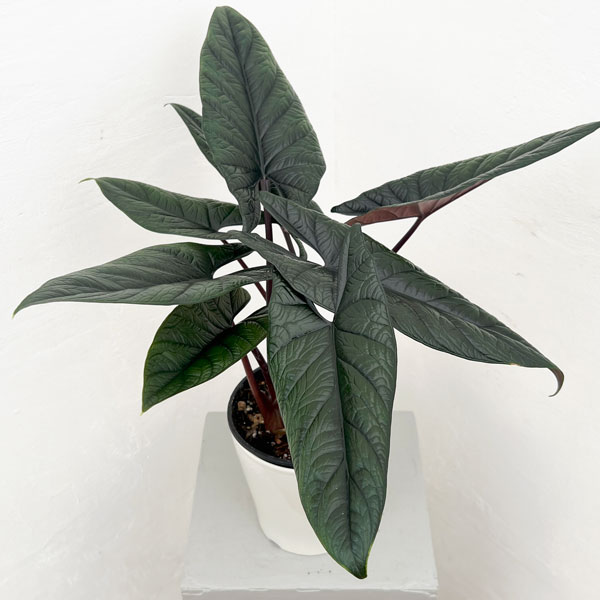 園芸ネット本店｜[26年4月下旬予約]アロカシア：スカルプラム 5号