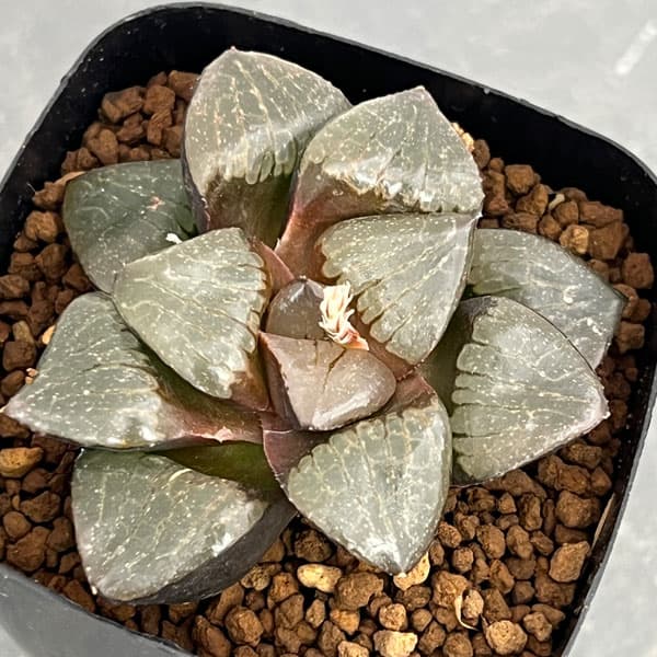 園芸ネット本店｜ハオルチア：トロピカルナイト（スプリング交配美種