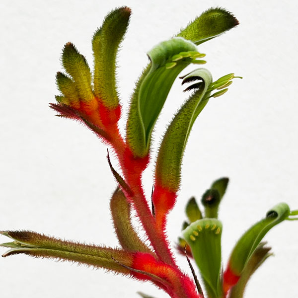 園芸ネット本店｜カンガルーポー：ジョーイシドニー（レッド＆グリーン