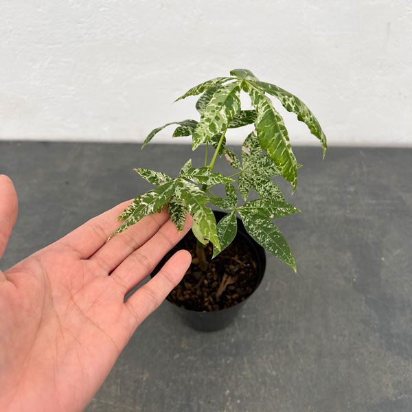 園芸ネット本店｜パキラ：ミルキーウェイ（実生株） 3.5号ポット の