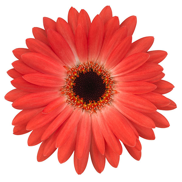 園芸ネット本店｜ガーデンガーベラ（ガルビネア）：サンシェイパー