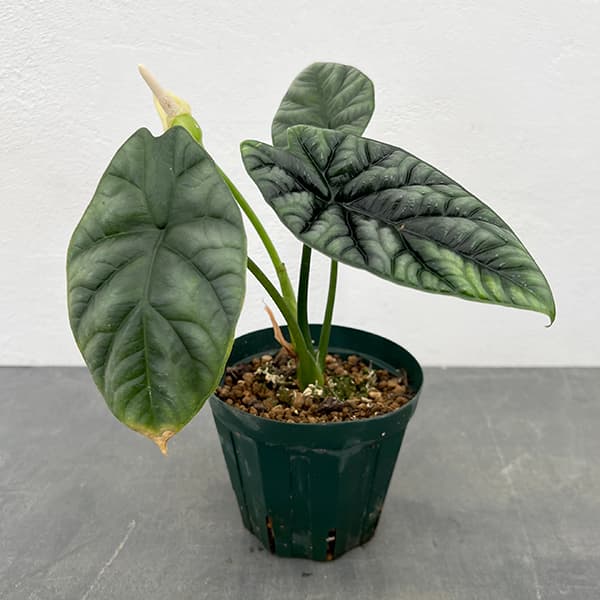 園芸ネット本店｜アロカシア：シヌアータ 4号鉢植え の通販【公式】