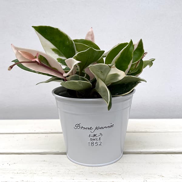 園芸ネット本店｜ホヤ カルノーサ：リップカラー・フレンチブリキ