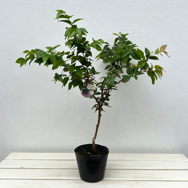 園芸ネット本店｜ジャボチカバ 4号ポット の通販【公式】