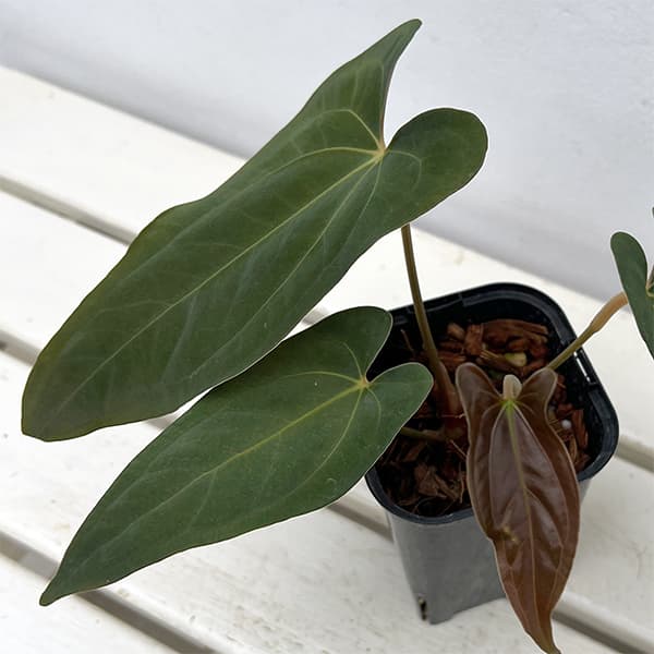 園芸ネット本店｜アンスリウム：パピリラリナム 3号ポット の通販【公式】