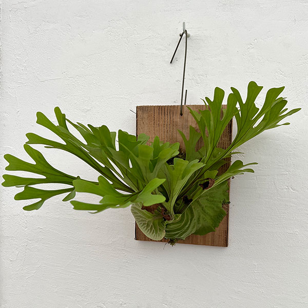 園芸ネット本店｜[ザ・ファームセレクト]ビカクシダ（コウモリラン