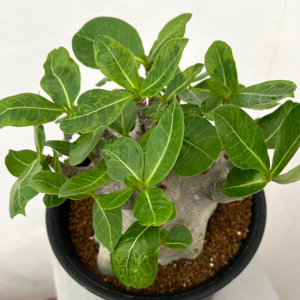 園芸ネット本店｜アデニウム ：スーパードワーフ 6号鉢植え25-02 の