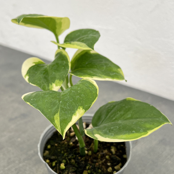 園芸ネット本店｜ポトス：AWドリーム 3号ポット の通販【公式】