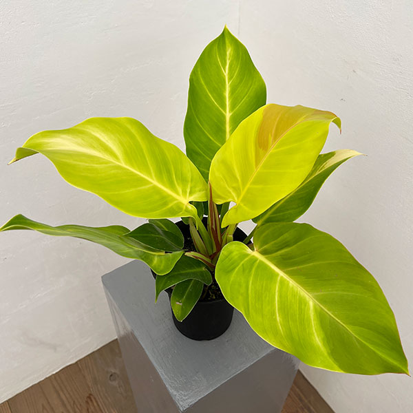 園芸ネット本店｜フィロデンドロン：イエローフレーム 4号鉢植え25-04